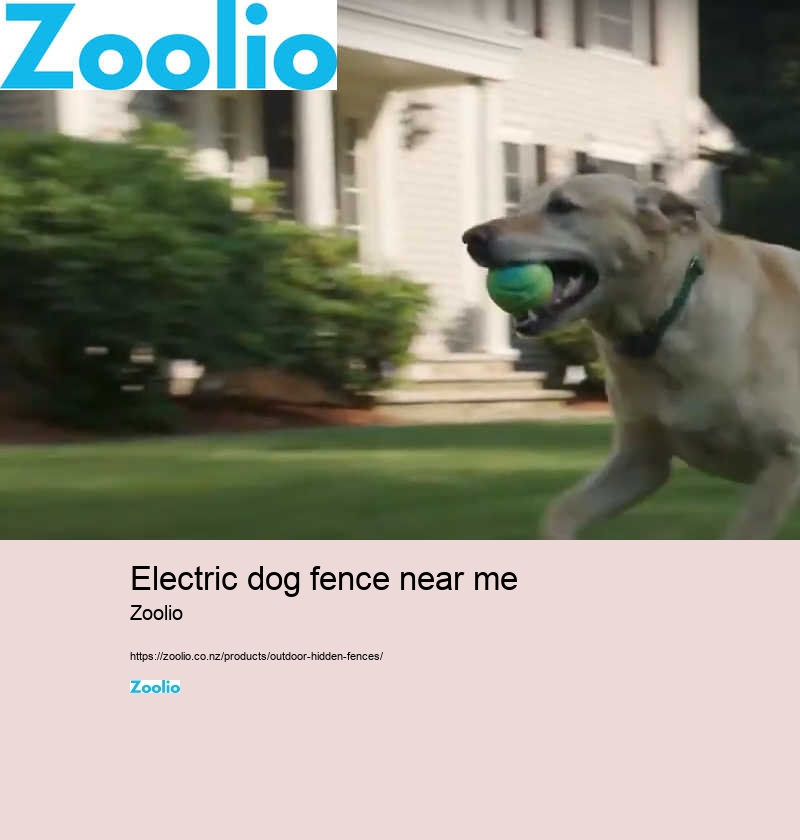 electric dog fence near me