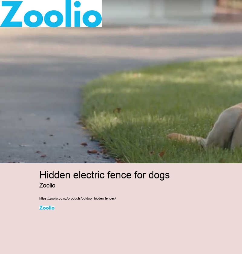 electric dog fence system